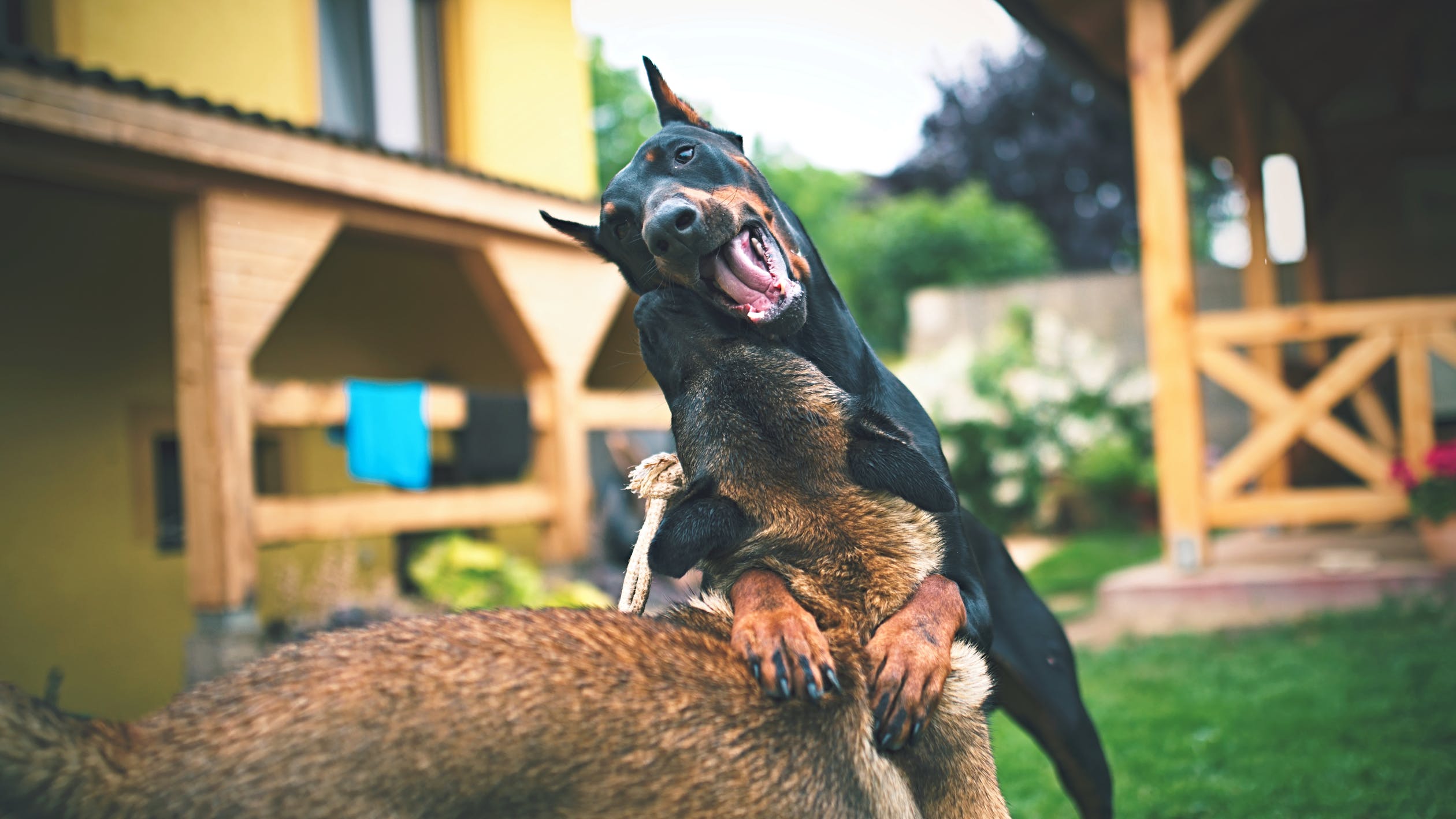 aggressive dog training kansas city