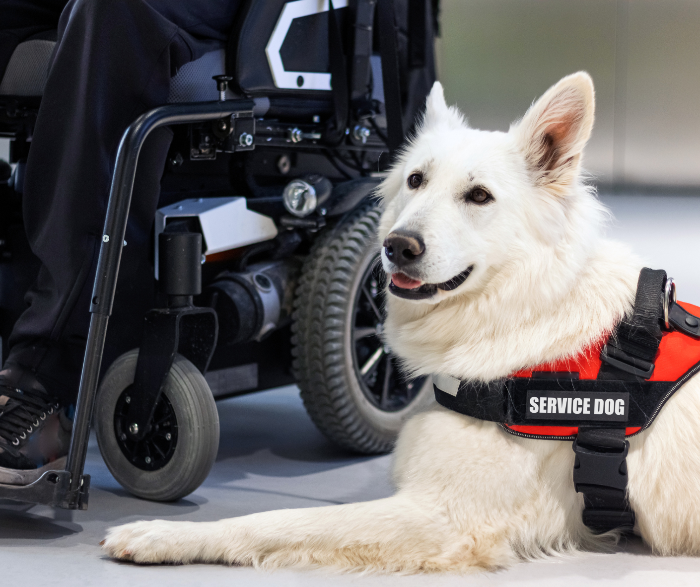 service dog service dog training