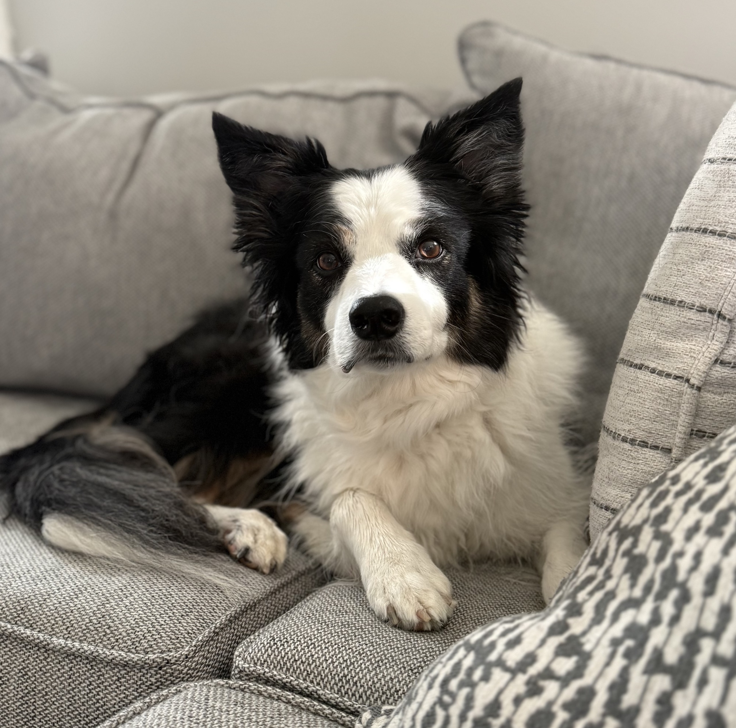 kansas city dog training kansas city dog training