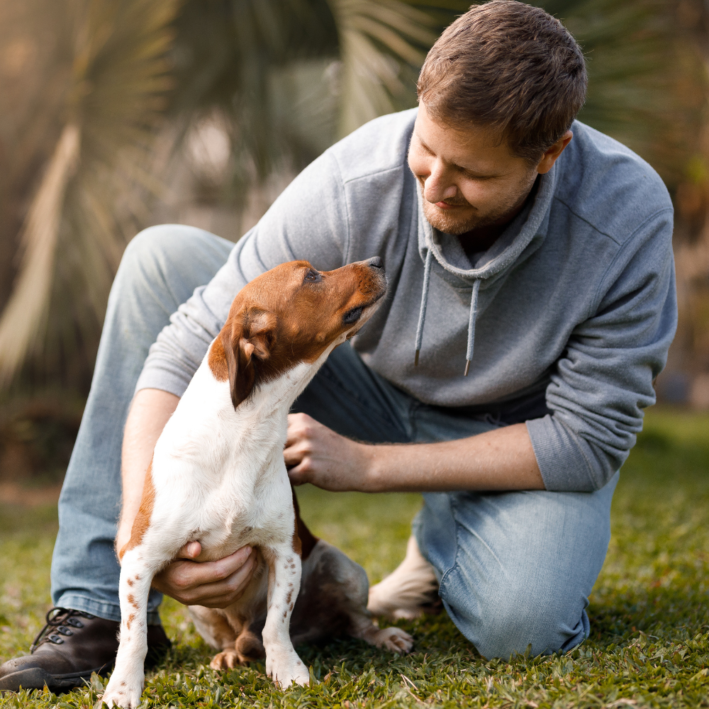 dog training kansas city how we help